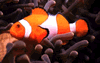 [Image: Small Link of a Clown Fish on a Reef]