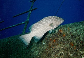 [Image: Strawberry Grouper on a Wreck]