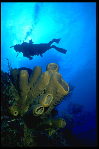 [Image: Scuba Diver Above a Reef]