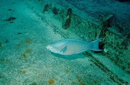 [Image: Parrot Fish on a Wreck]