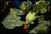 [Image: Small Link of a Queen Angelfish on a Reef]