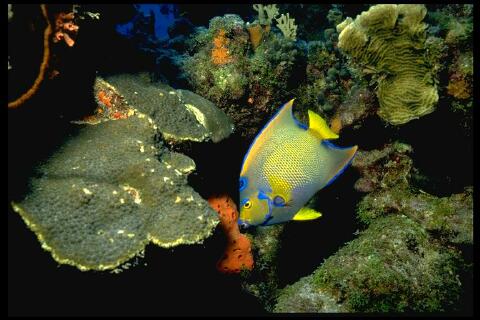 [Image: Queen Angelfish on a Reef]