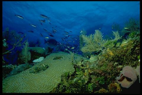 [Image: Reef with Many Fish]