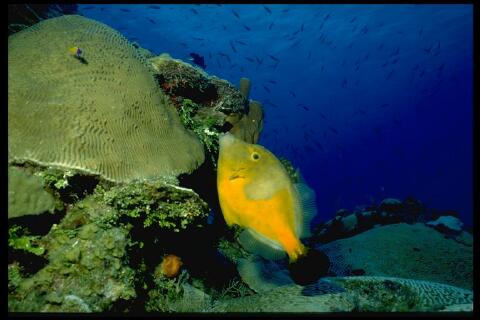 [Image: Trigger Fish on a Reef]